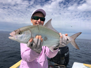 Amber Jack caught while fly fishing on a hosted trip with he Fish Ranch in La Ventana, BCS. 