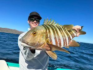 Barred Snapper caught while fly fishing on a hosted trip with he Fish Ranch in La Ventana, BCS