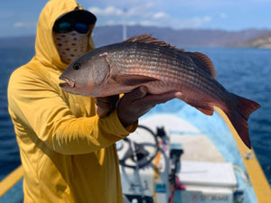 Colorado Snapper caught and released while fly fishing with outfitter The Fish Ranch in La Ventana, Baja California Sur, Mexico 