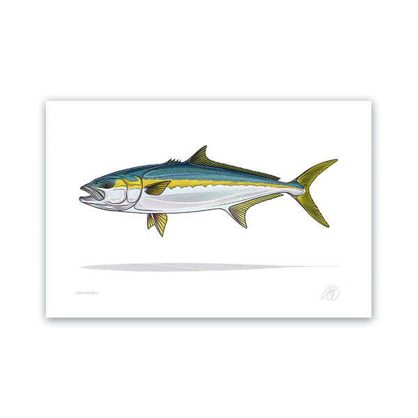 Print » Fish of Baja