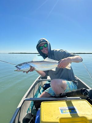Corvina caught and released while fly fishing with outfitter The Fish Ranch in Magdalena Bay, Baja California Sur, Mexico 