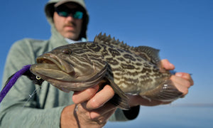 Flag Cabrilla caught and released while fly fishing with outfitter The Fish Ranch in Baja California Sur, Mexico 