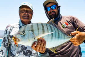 There are so many species to target here in La Ventana BCS, join a hosted week or book a custom package through the Fish Ranch 