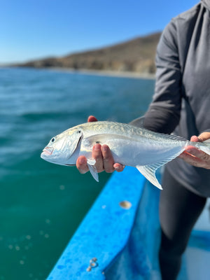 Green Jack caught and released while fly fishing with outfitter The Fish Ranch in Baja California Sur, Mexico 