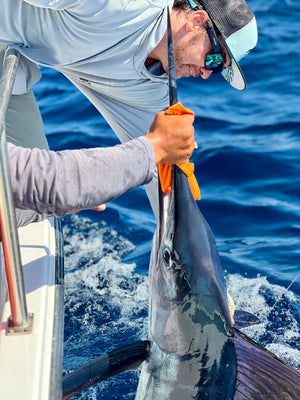 Striped Marlin on the fly while fly fishing on a hosted week with The Fish Ranch out of Lopez Mateos, Mag Bay, BCS