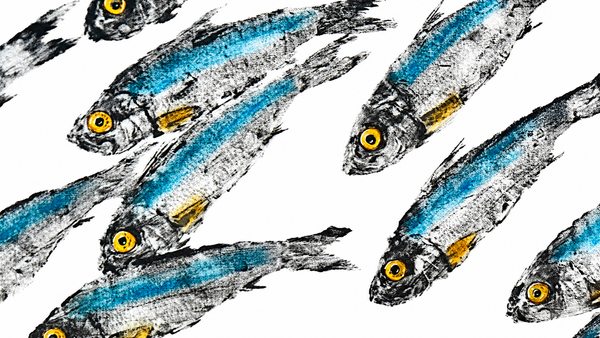 Fish Ranch hosted week Gyotaku experience in La Ventana BCS 