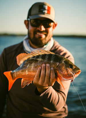 Pargo Snapper caught and released while fly fishing with outfitter The Fish Ranch in Baja California Sur, Mexico 