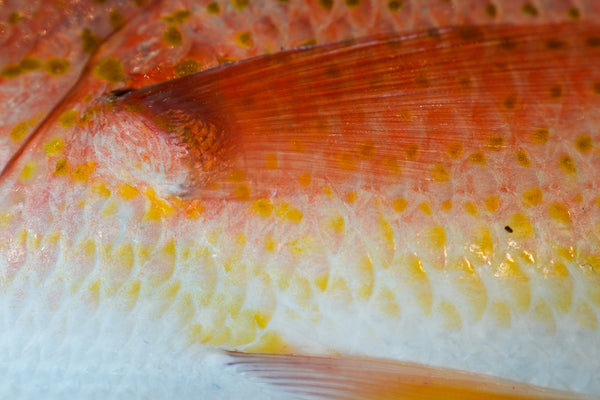 Pargo Snapper caught on the fly during a hosted week with outfitter The Fish Ranch 