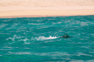 Roosterfish comb seen from the panga during a hosted trip with the Fish Ranch in La Ventana BCS 