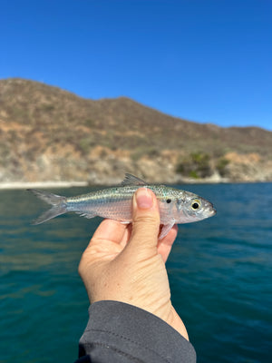 Sardine