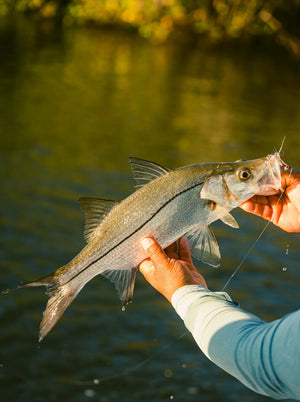 Snook caught and released while fly fishing with outfitter The Fish Ranch in Baja California Sur, Mexico 