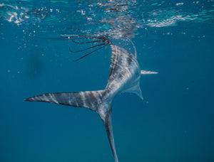 beautiful underwater shot of a Roosterfish 