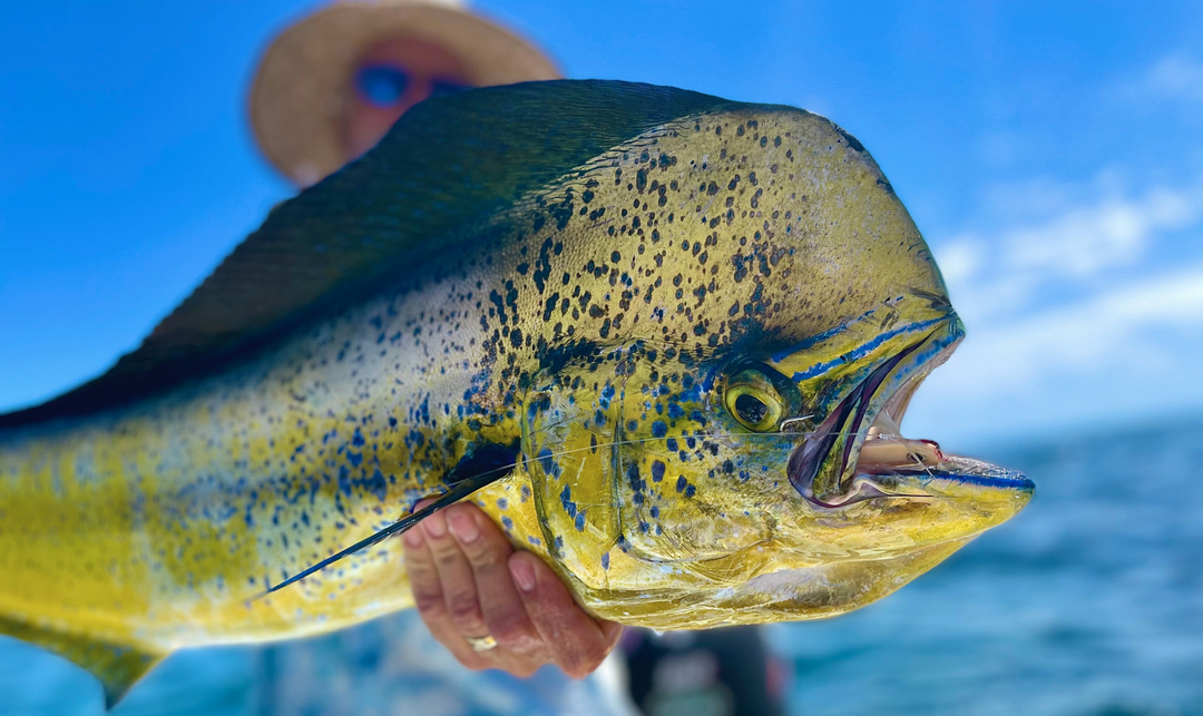 Day Trips – The Fish Ranch