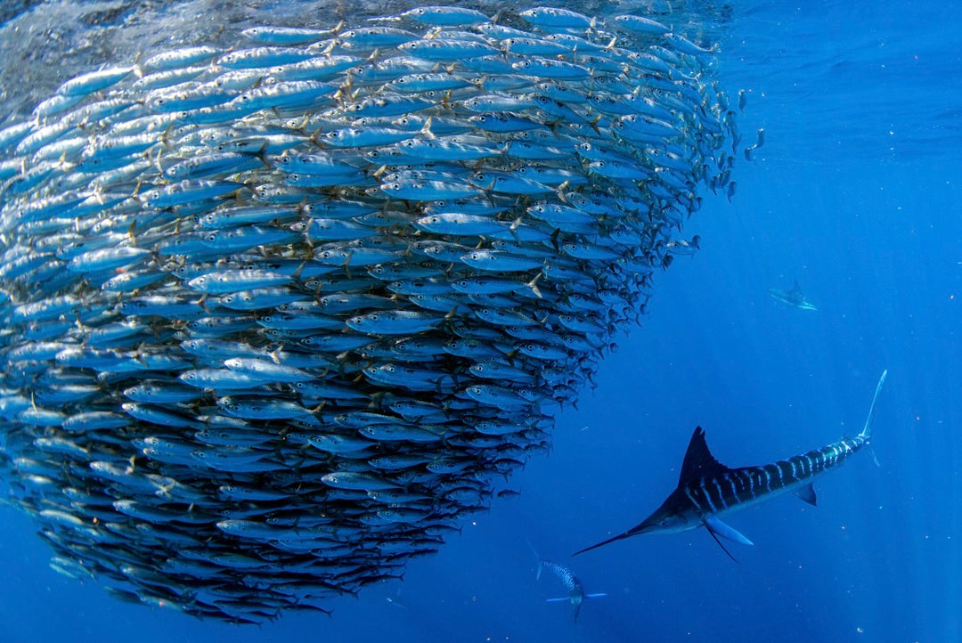 Hosted Trips – The Fish Ranch