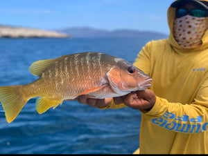 Yellow Snapper caught and released while fly fishing with outfitter The Fish Ranch in Baja California Sur, Mexico 