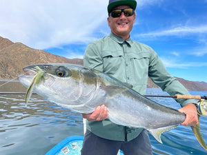 Yellowtail caught and released while fly fishing with outfitter The Fish Ranch in Baja California Sur, Mexico 