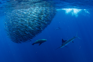 Striped marlin feeding on a bait ball in Magdalena Bay, Baja California Sur during a Fish Ranch hosted fly fishing trip 