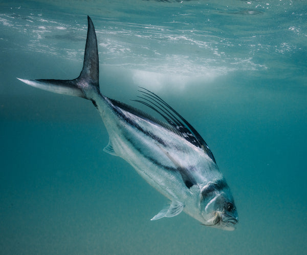 A roosterfish photographed during a Fish Ranch hosted week in La Ventana.