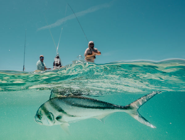 Roosterfish swimming underwater near La Ventana, Baja California Sur, on a fly fishing hosted trip. 